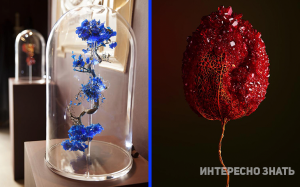 Дизайнер превращает засохшие растения в ювелирные шедевры