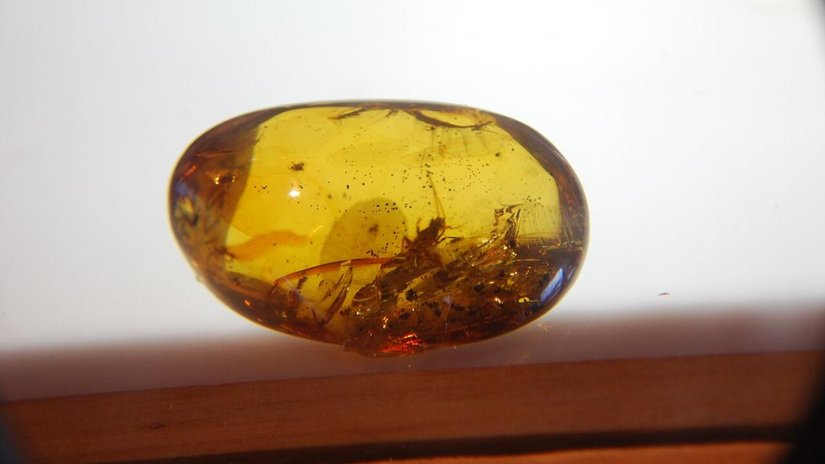 Тайны вымерших муравьёв: как янтарь рассказал об эволюции и экокатастрофах