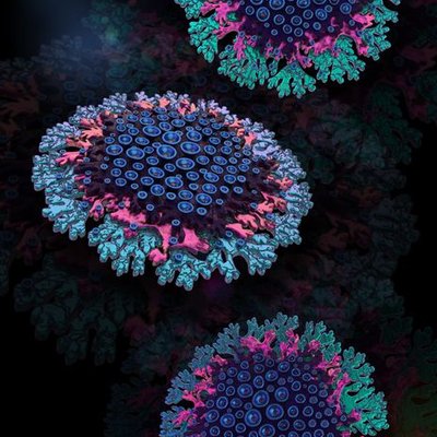 Необионика, изделие «Сердце Архимедузы»