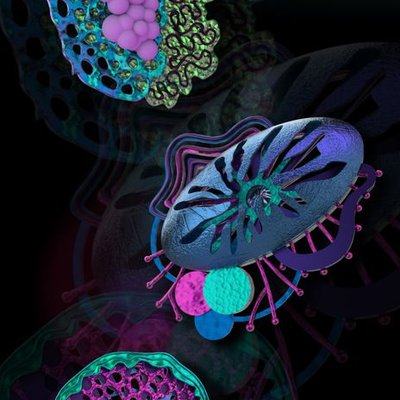 Необионика, изделие «Сердце Архимедузы»