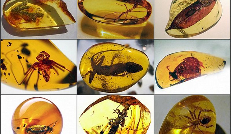Почти 70 образцов янтаря с насекомыми и растениями представят на выставке на Ямале