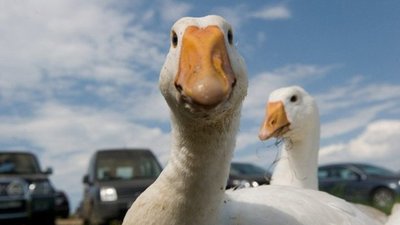 Курганский «Гусиный король» покинул семейный ювелирный бизнес