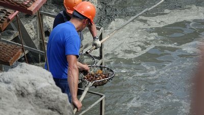 Накануне Дня России на карьере Янтарного комбината добыли три самородка