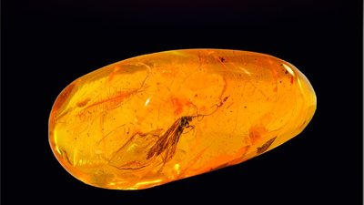 Янтарный комбинат Ростеха выставит на продажу 20 редких инклюзов