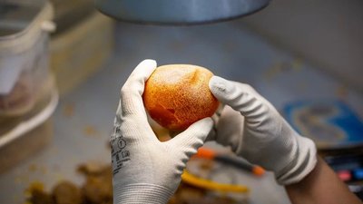 В Приморском карьере добыта самая крупная в истории янтарная капля