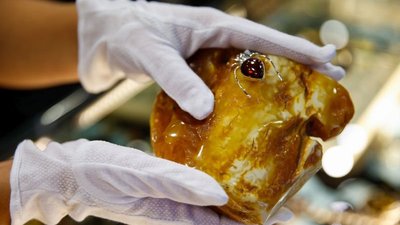 Подведены итоги первого аукциона эксклюзивного янтаря