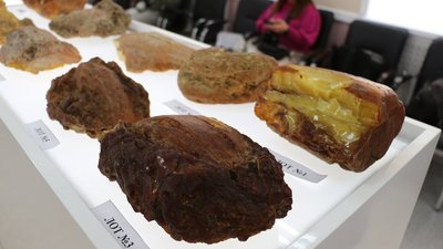 Янтарный комбинат реализовал на онлайн-аукционе эксклюзивного янтаря 80% лотов