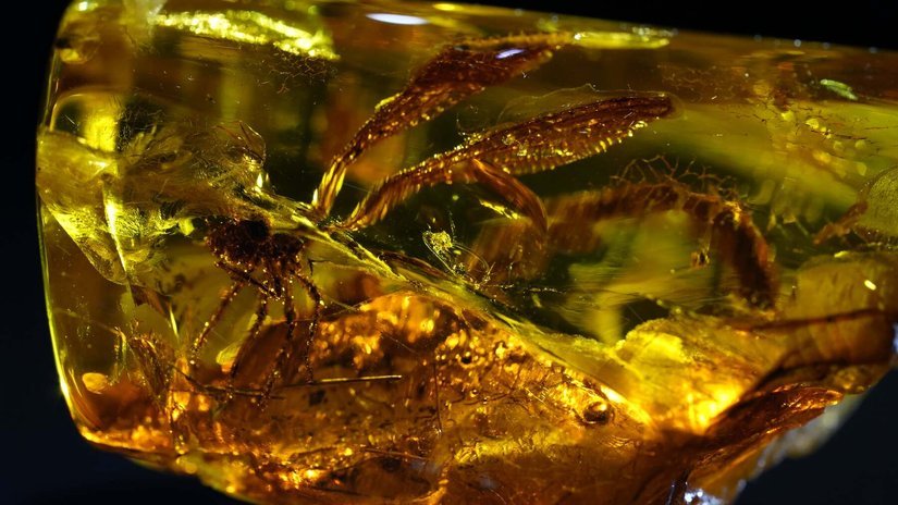 На Янтарном комбинате найдена древняя стрекоза в янтаре возрастом 50 млн лет