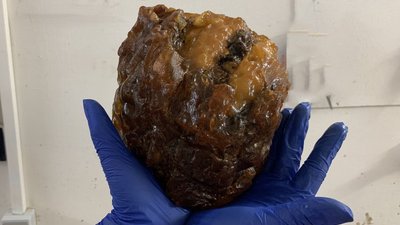 Коллекцию Калининградского янтарного комбината пополнил «Гиппократ»