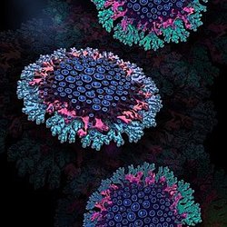 Укрощение титана и эстетика природы: история Марии Шипигузовой, призера конкурса ювелирного дизайна