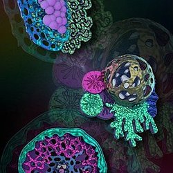 Укрощение титана и эстетика природы: история Марии Шипигузовой, призера конкурса ювелирного дизайна