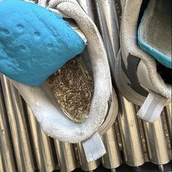 Золотые стельки: в Благовещенске иностранец пытался вывезти в кроссовках драгметаллы на 2,5 млн рублей