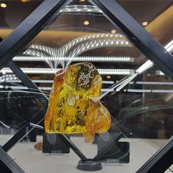 Amberforum 2022: Сорок лотов инклюзивного янтаря были распроданы на аукционе Калининградского янтарного комбината