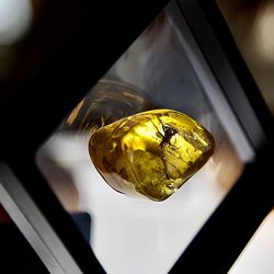 70 лотов с редкими камнями выставят на единственном в мире аукционе уникального янтаря