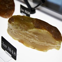 70 лотов с редкими камнями выставят на единственном в мире аукционе уникального янтаря