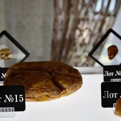 70 лотов с редкими камнями выставят на единственном в мире аукционе уникального янтаря