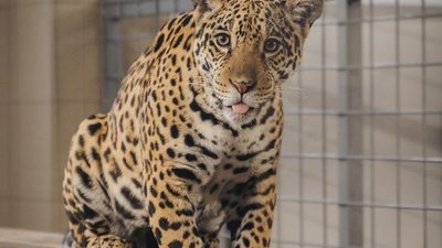 Ювелирная компания Gold Union стала опекуном Бусинки из Карельского зоопарка!