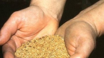 Бурятский старатель похитил более 5 кг золота