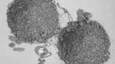 В Белоруссии изъято контрабандное серебро