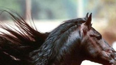 Шведский концерн Cartier проиграл в суде дело против производителя лошадиного шампуня