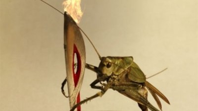 Омский миниатюрист создал самую маленькую копию Олимпийского факела