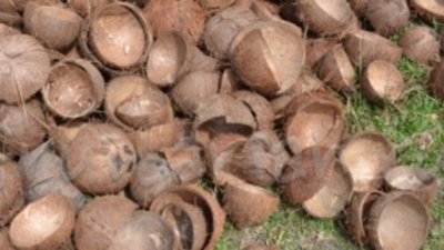 Polymetal извлечет золото кокосовой технологией