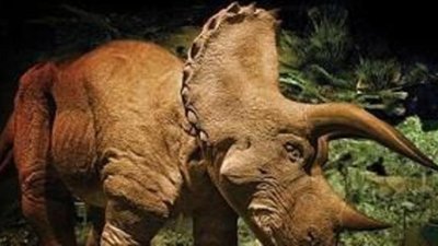 Где купить домашнего динозавра?