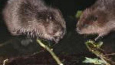 На российских монетах изобразят бобров