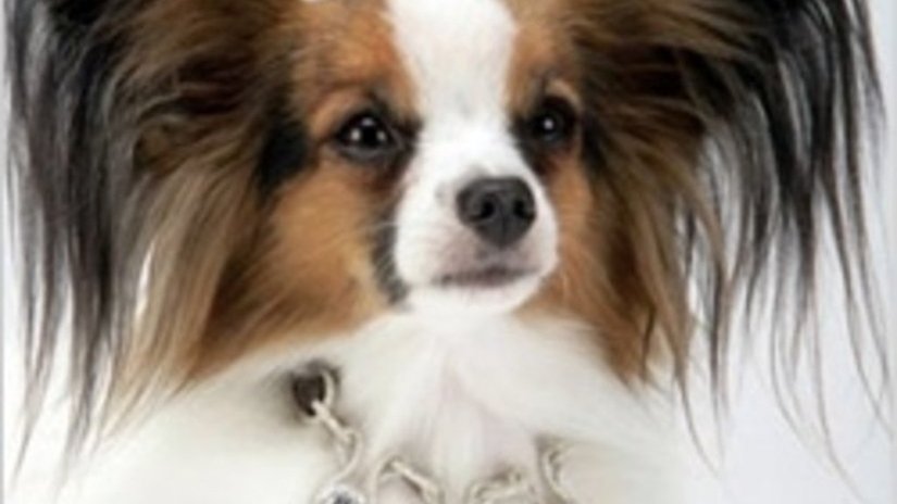 Создан собачий ошейник стоимостью 3,2 миллиона долларов