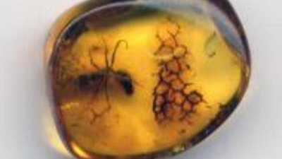 В Калининграде утверждена программа развития янтарной отрасли