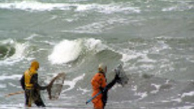 Ловцы янтаря устроили состязание