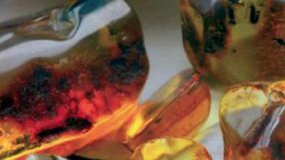 Музей янтаря намерен увеличить количество посетителей до 180 тысяч в год