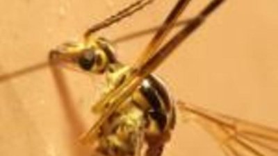 Китайский ювелир заработал на комарах 