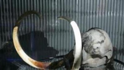 Бивни приравняют к полезным ископаемым