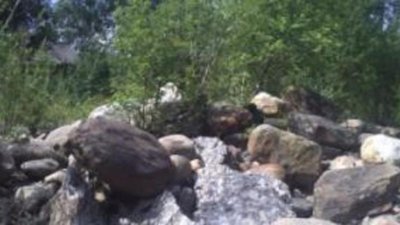Отдай лицензию, если не разрабатываешь золотой рудник