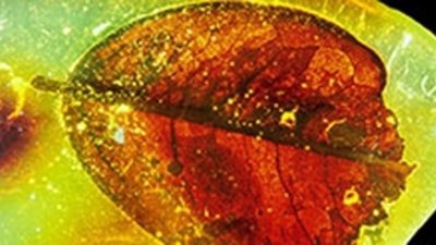 10 мая в Шотландии открывается выставка «Удивительный янтарь»