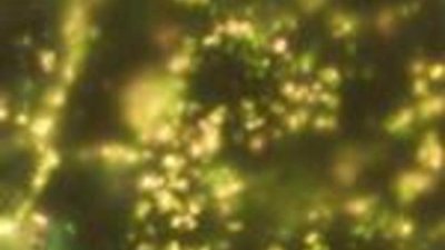 Золото имеет не только ювелирную ценность