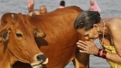 Контрабанда золота в Индию с помощью коров