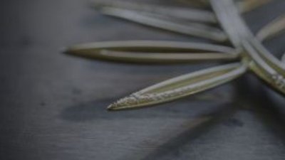 Shopard создает уникальную Золотую пальмовую ветвь в бриллиантовом обрамлении в честь 70-летнего юбилея Каннского кинофестиваля