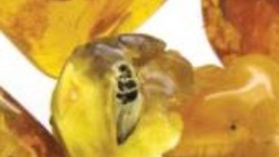 Калининградский янтарный комбинат привлекает молодежь