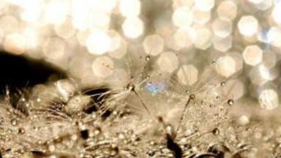 Ботсванский экспорт алмазов в феврале вырос после продолжительного падения