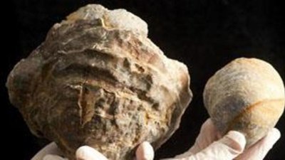 В окаменелой устрице может находиться жемчужина размером с мячик для гольфа.