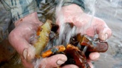 Штраф за самовольную добычу янтаря вырастет в 100 раз