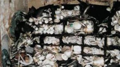 В Чехии разыскивают украинцев, сдавших клад властям