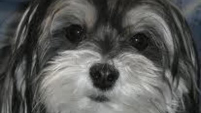 Выставка ювелирных украшений для домашних любимцев