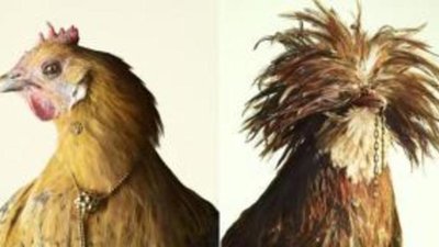 Нестандартная фотосессия Luxury Chicks