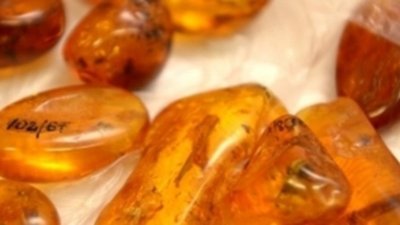 Под Калининградом нашли тайник с янтарем на миллиард рублей