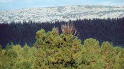 В конце 2012 года состоится аукцион по Мусихинскому участку недр федерального значения