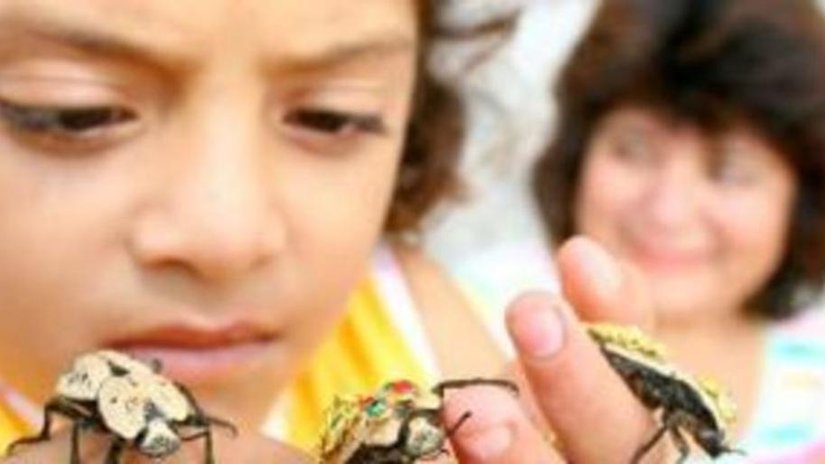 Мексиканские ювелиры сделали украшения с живыми насекомыми