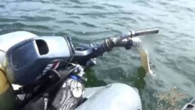 Морской улов: Полицейские и сотрудники ФСБ изъяли у правонарушителей 5 килограммов янтаря